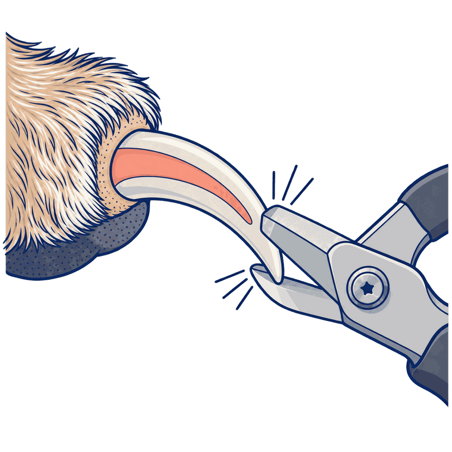 Cross-section of a dog claw with clipper blades closing on it and impact lines at the contact points