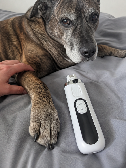 A grey-muzzled brindle dog resting on a bed while a hand holds its paw, the nail grinder beside it