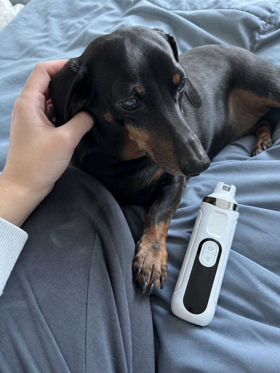 A dachshund curled against its owner's leg on a bed, the nail grinder resting on the blanket by its paw