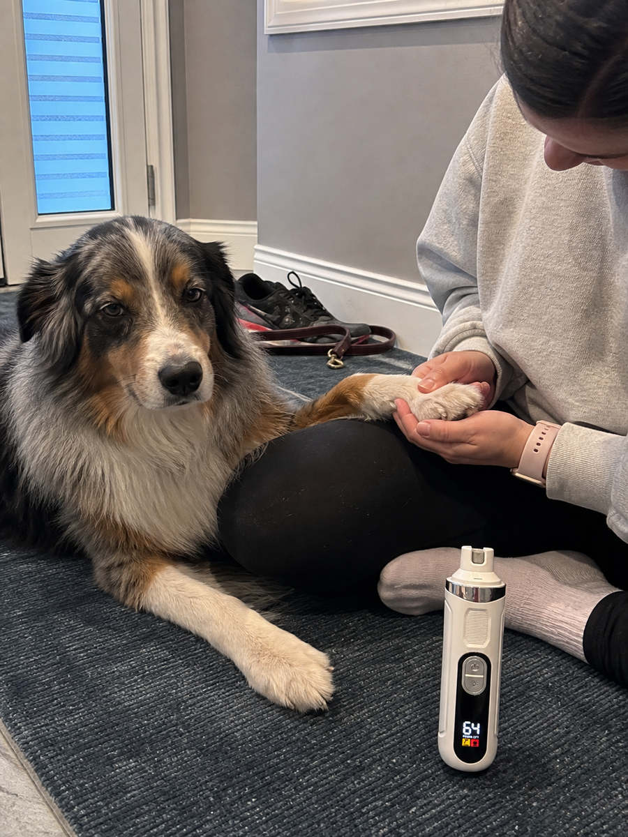 An Australian shepherd lying on a rug while its owner cups its front paw, the nail grinder standing beside them